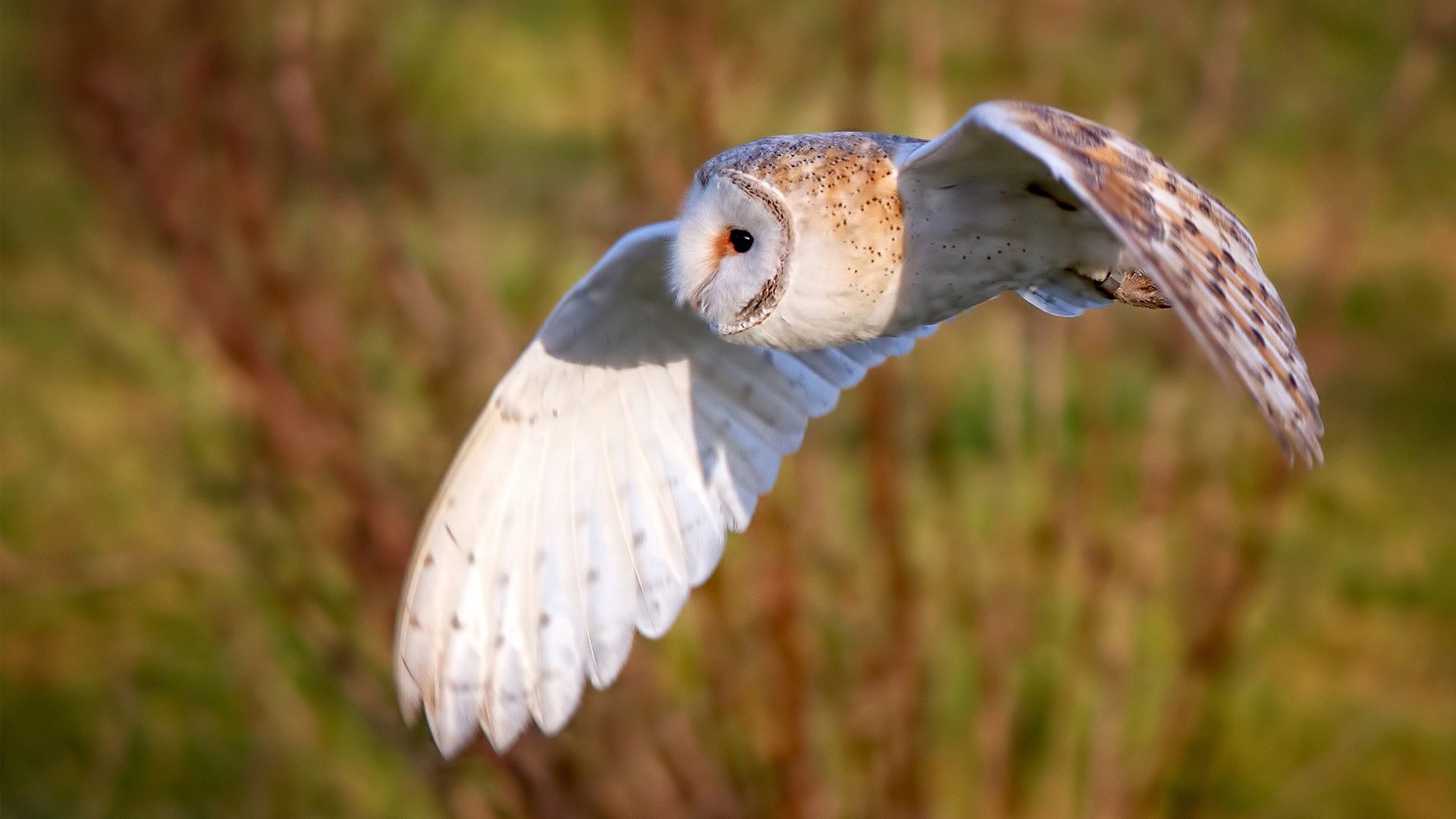 随机葡萄牙马术协会推出马术运动员健康管理系统，关注运动员身心健康。