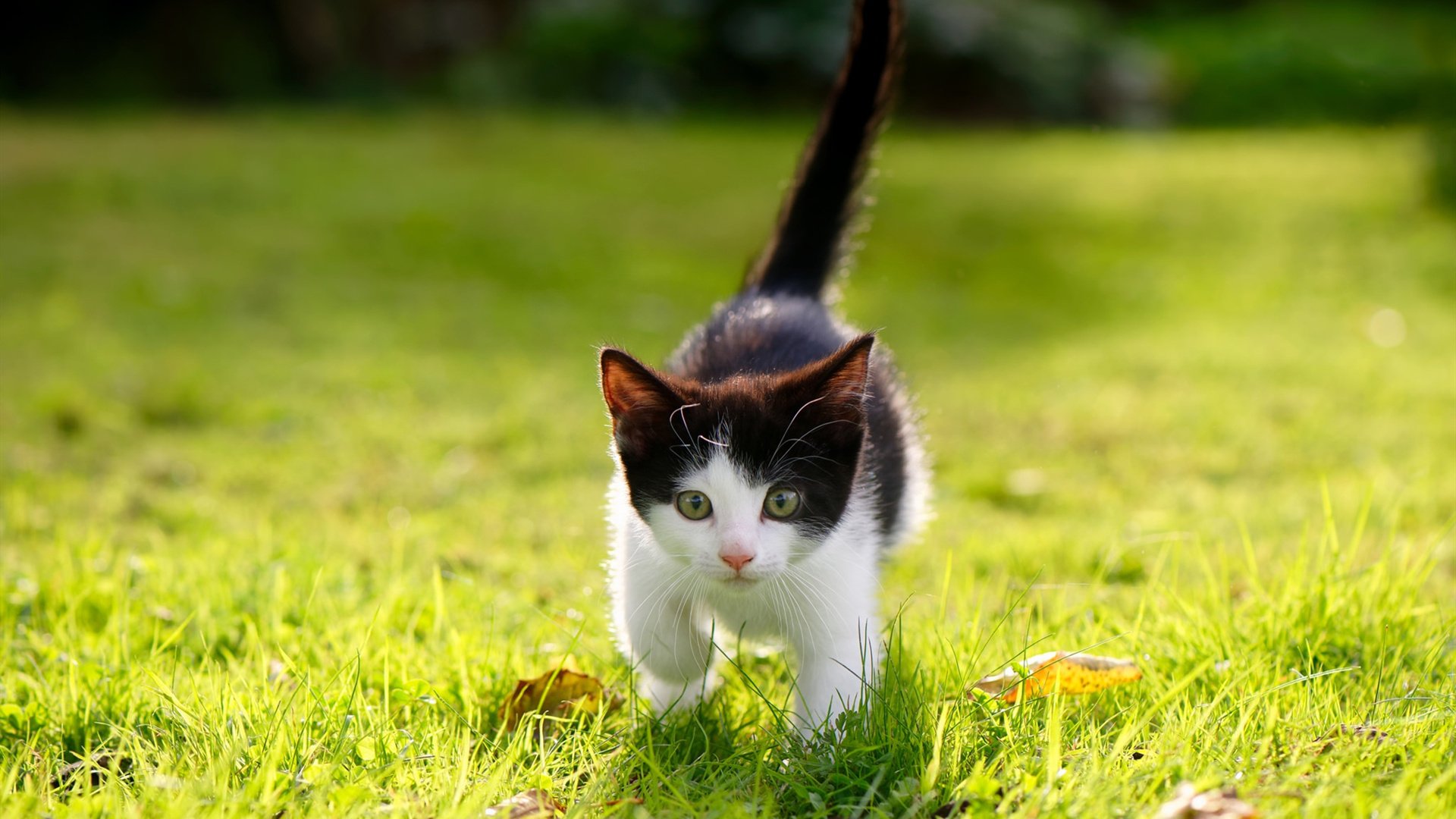 随机赛季冲刺：谁能在最后阶段夺冠？，赛季最后几天好打吗