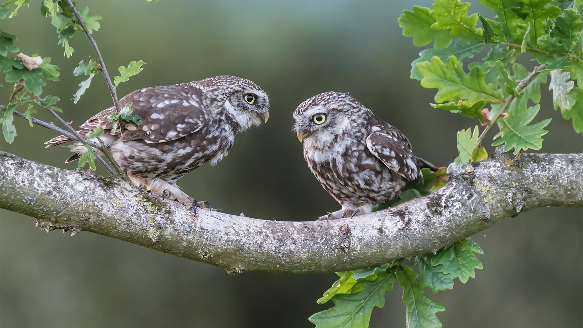 随机保利斯塔防守体系日益完善，啊苏保利斯塔