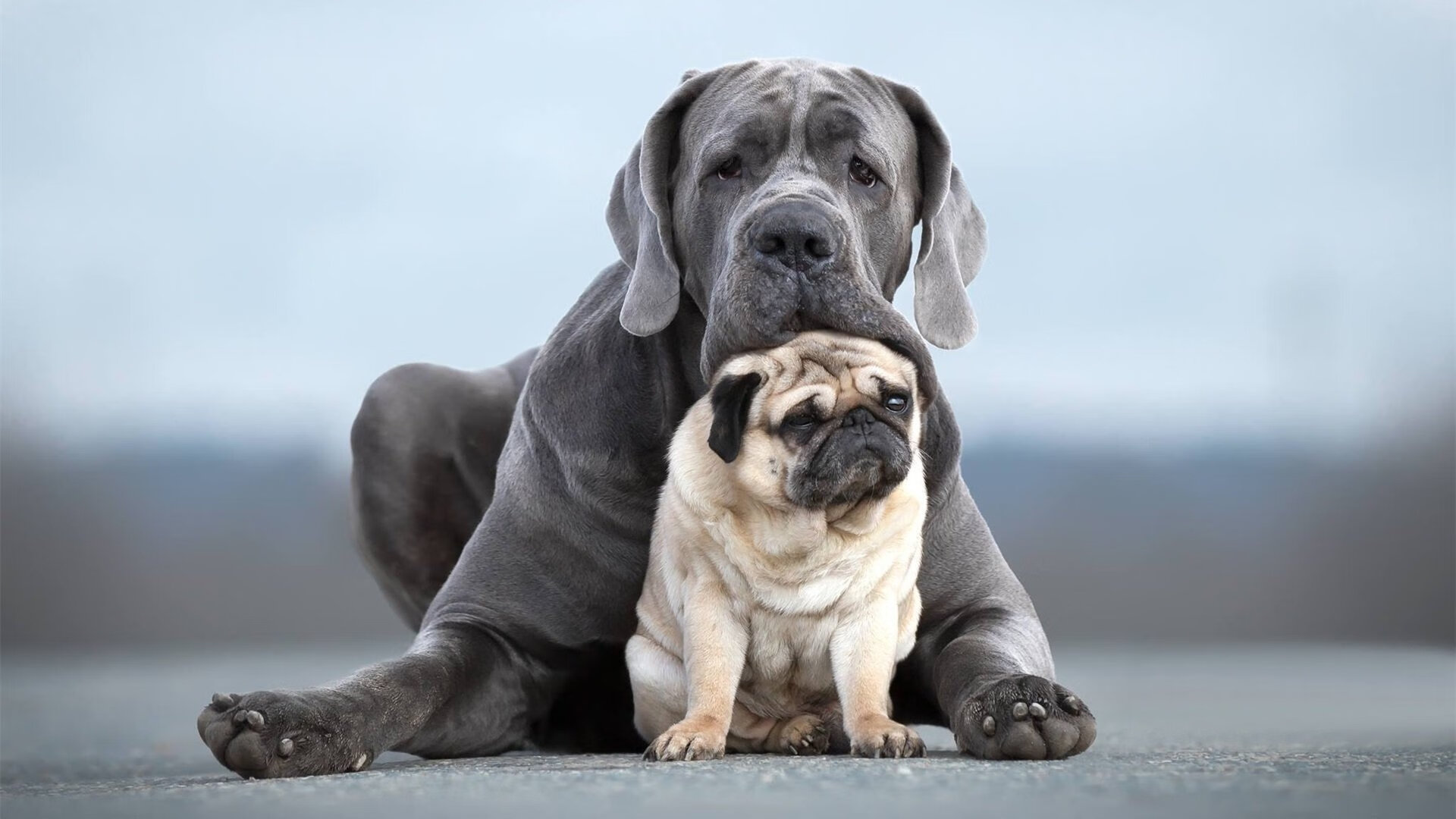 随机官方滑雪男子大跳台技术解构，男子跳台滑雪国家队