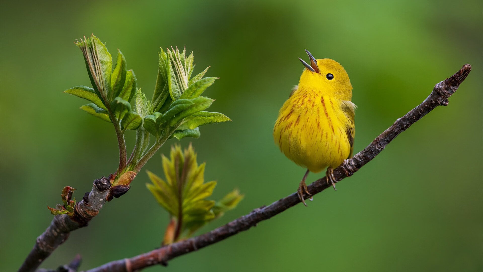 随机布里斯托流浪者传中频繁，海港之队盼主场三分，布里斯托流浪vs切尔西u21