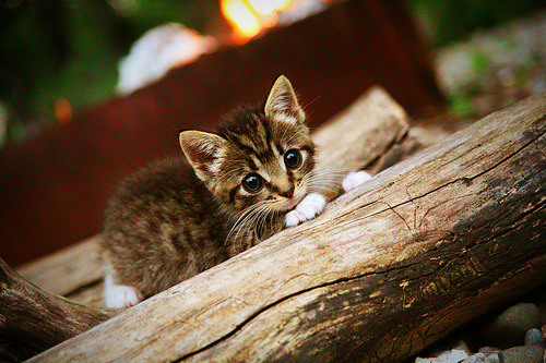 随机球队主场氛围热烈，球迷支持度高涨，各球队主场名称