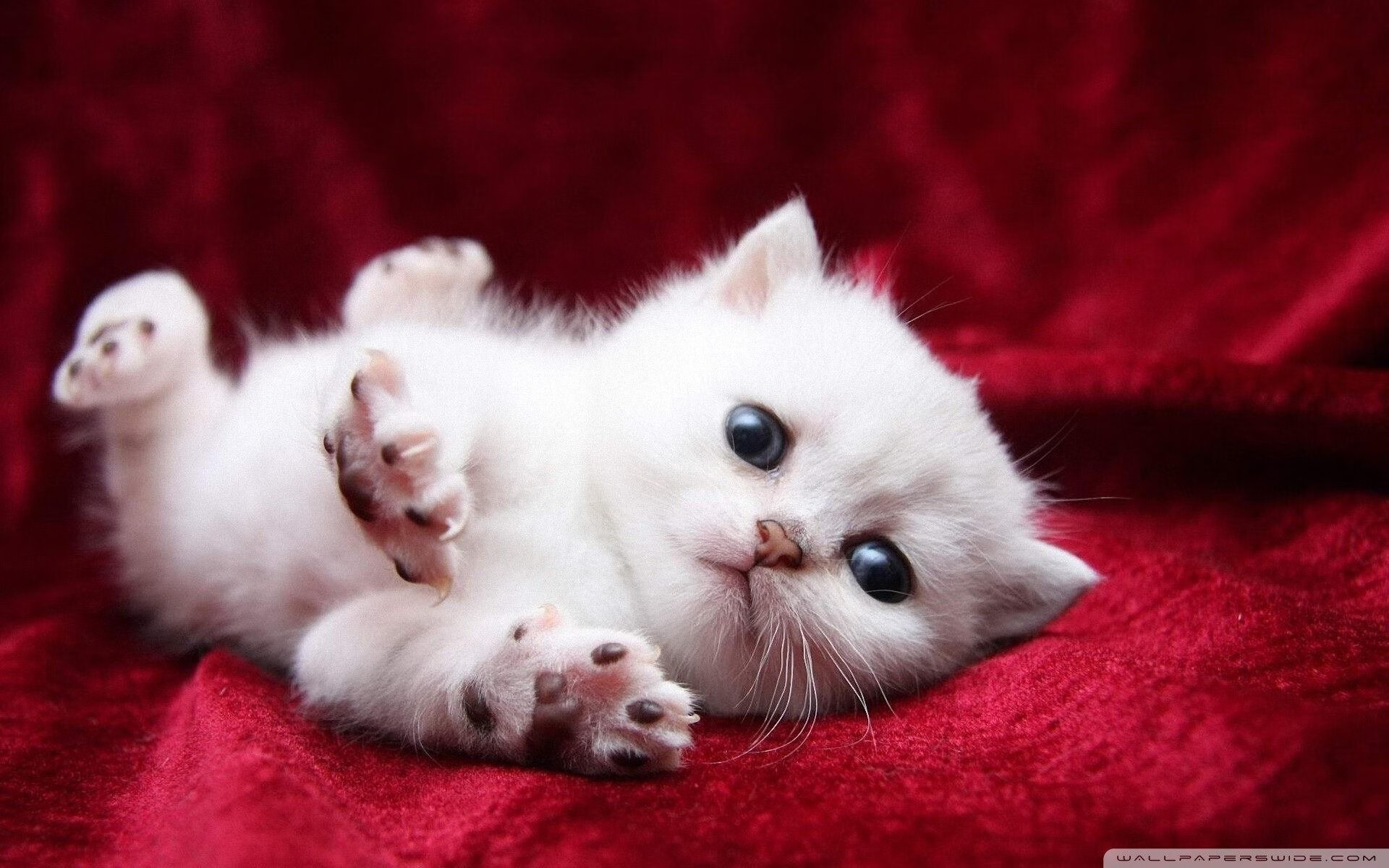 随机里昂俱乐部在关键比赛中大胜，巩固领先优势，里昂俱乐部年薪