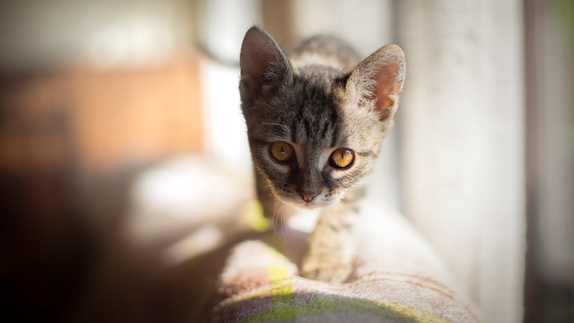 随机体育器材供应链智能化建设方案研究，体育设备器材供应商