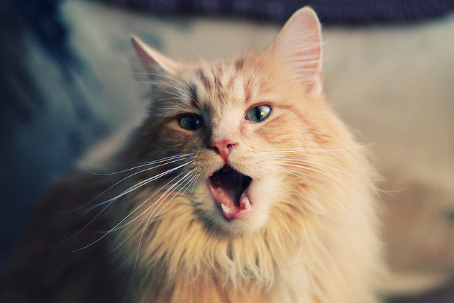 随机“水上救生：三叉湖游泳馆赛场考验运动员心理与身体极限”