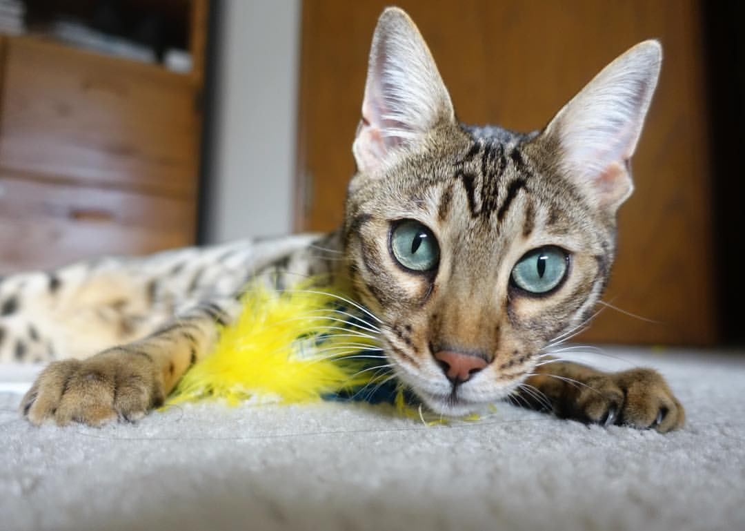 随机“电动冲浪：东三叉湖马鞍山赛场掀起浪潮”