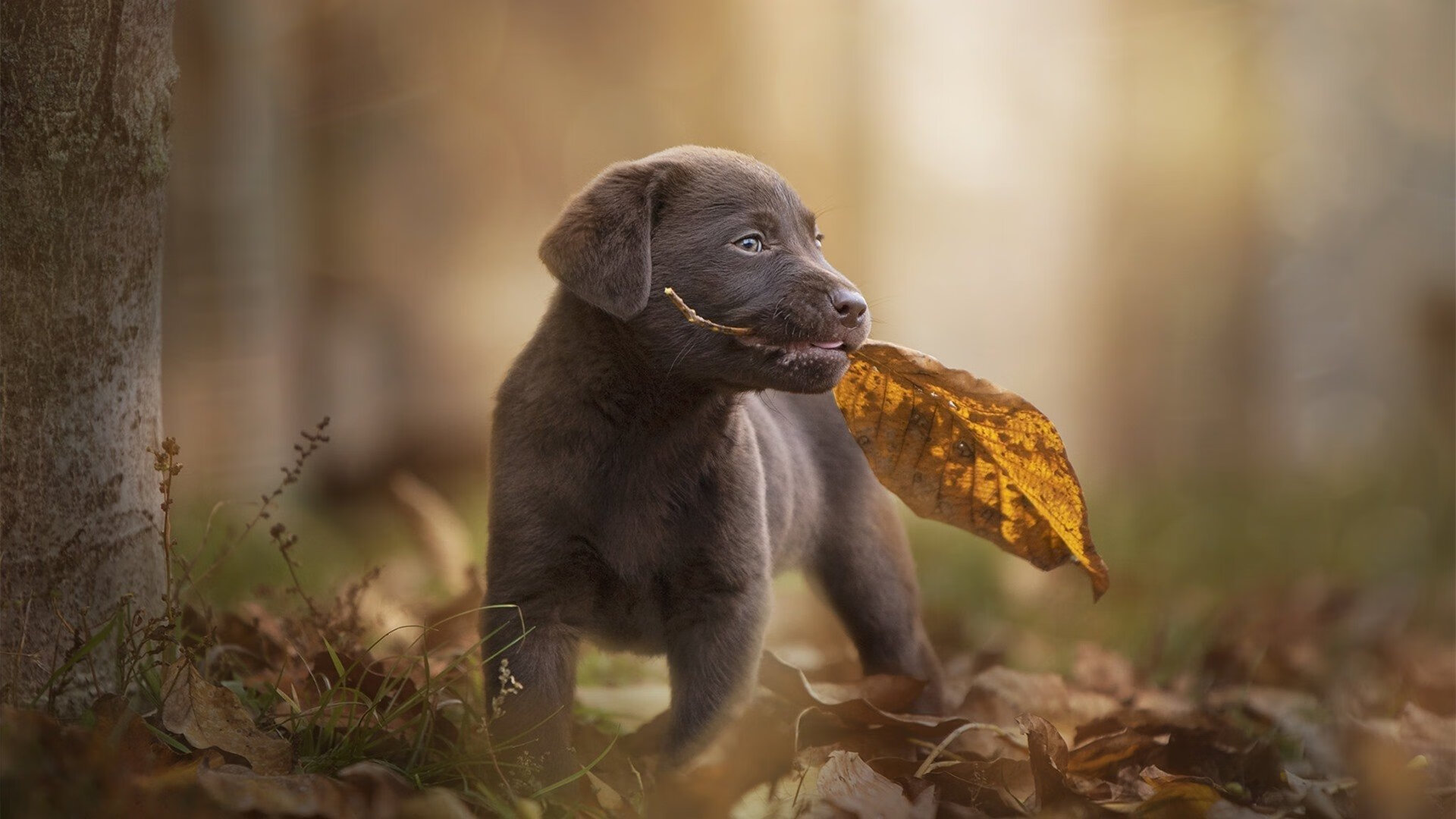 随机五大联赛是否鼓励门将提前站位缩短组织链条，五大联赛要踢到什么时候