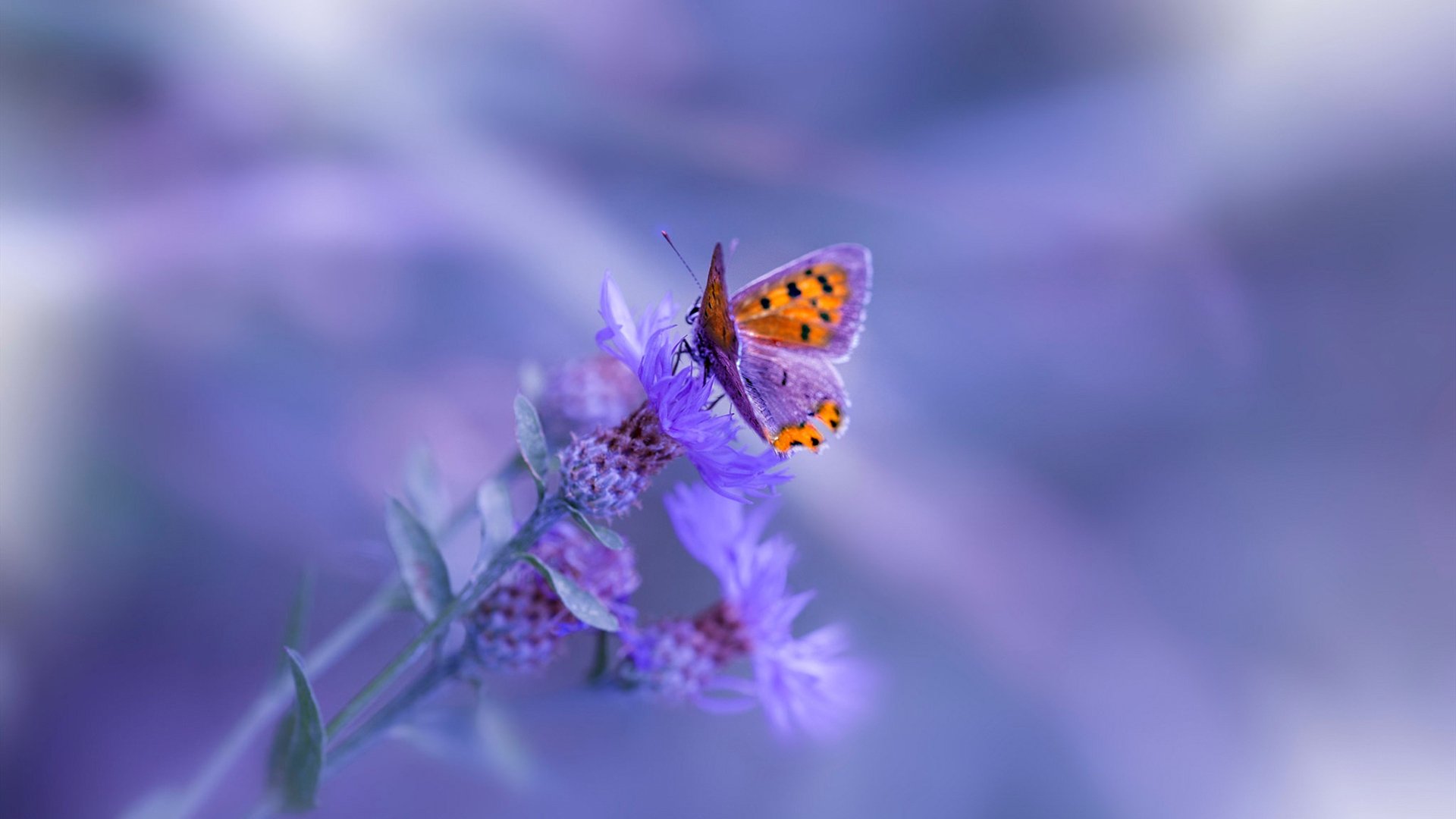 随机五大联赛边锋爆发力是否成为豪门胜负分水岭，五大联赛中锋排名