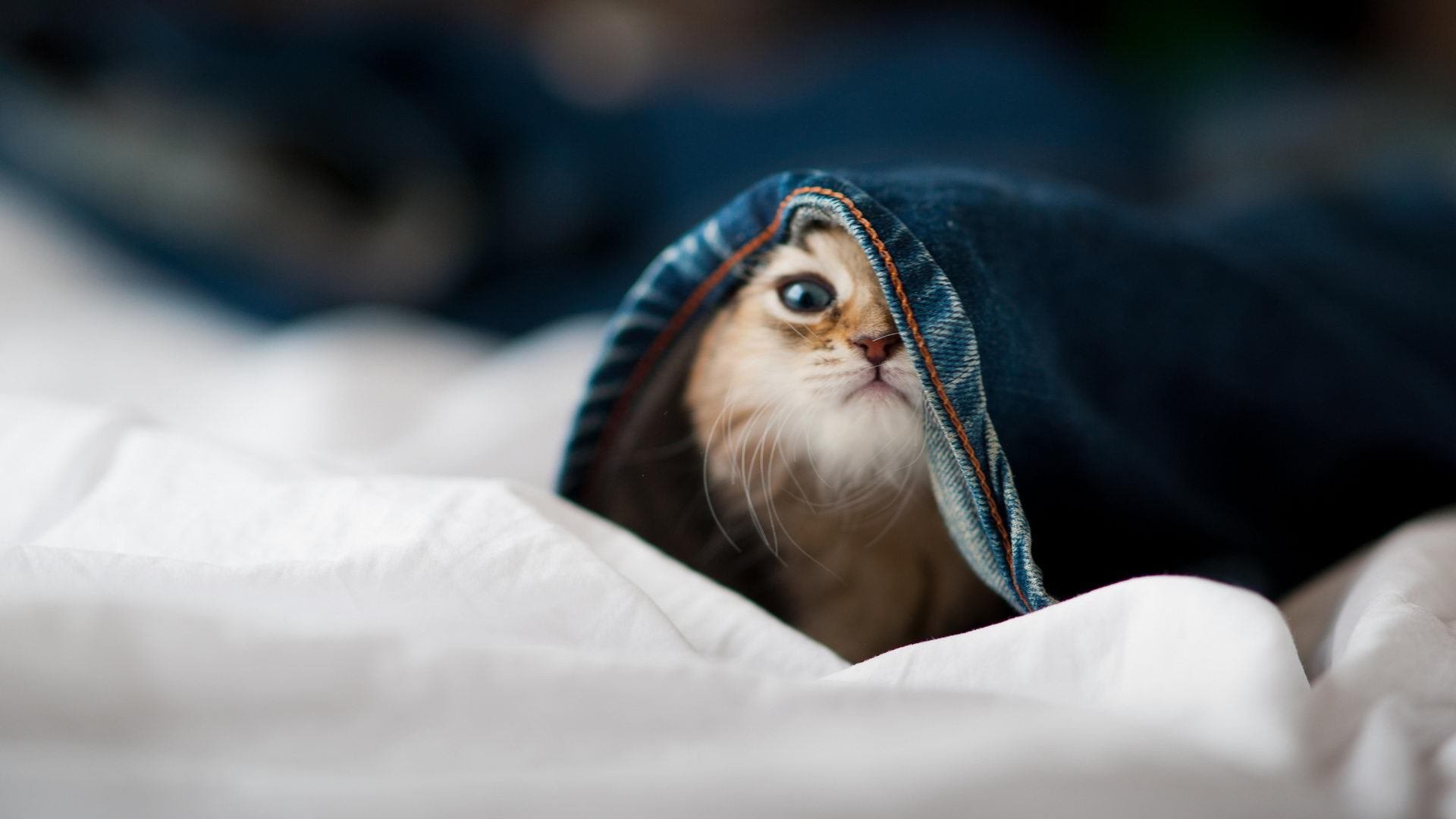 随机塞尔维亚女篮在欧洲锦标赛中展现强大实力，争夺金牌目标，塞尔维亚女篮球