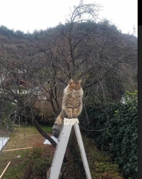 随机皇马青训培养出多位潜力新星，球队未来可期