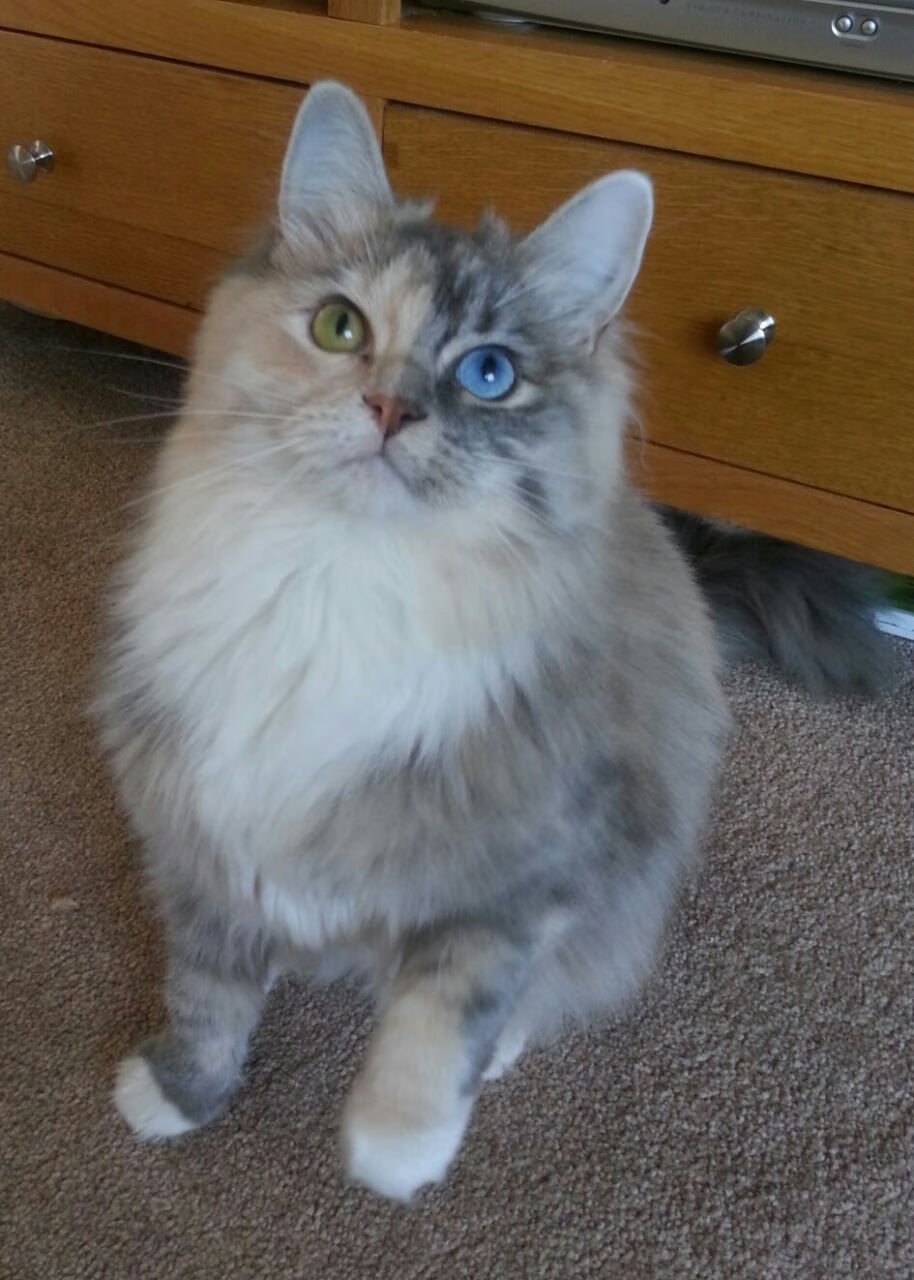 西亚卡姆传球视野开阔提升全队配合，西亚卡姆有潜力吗