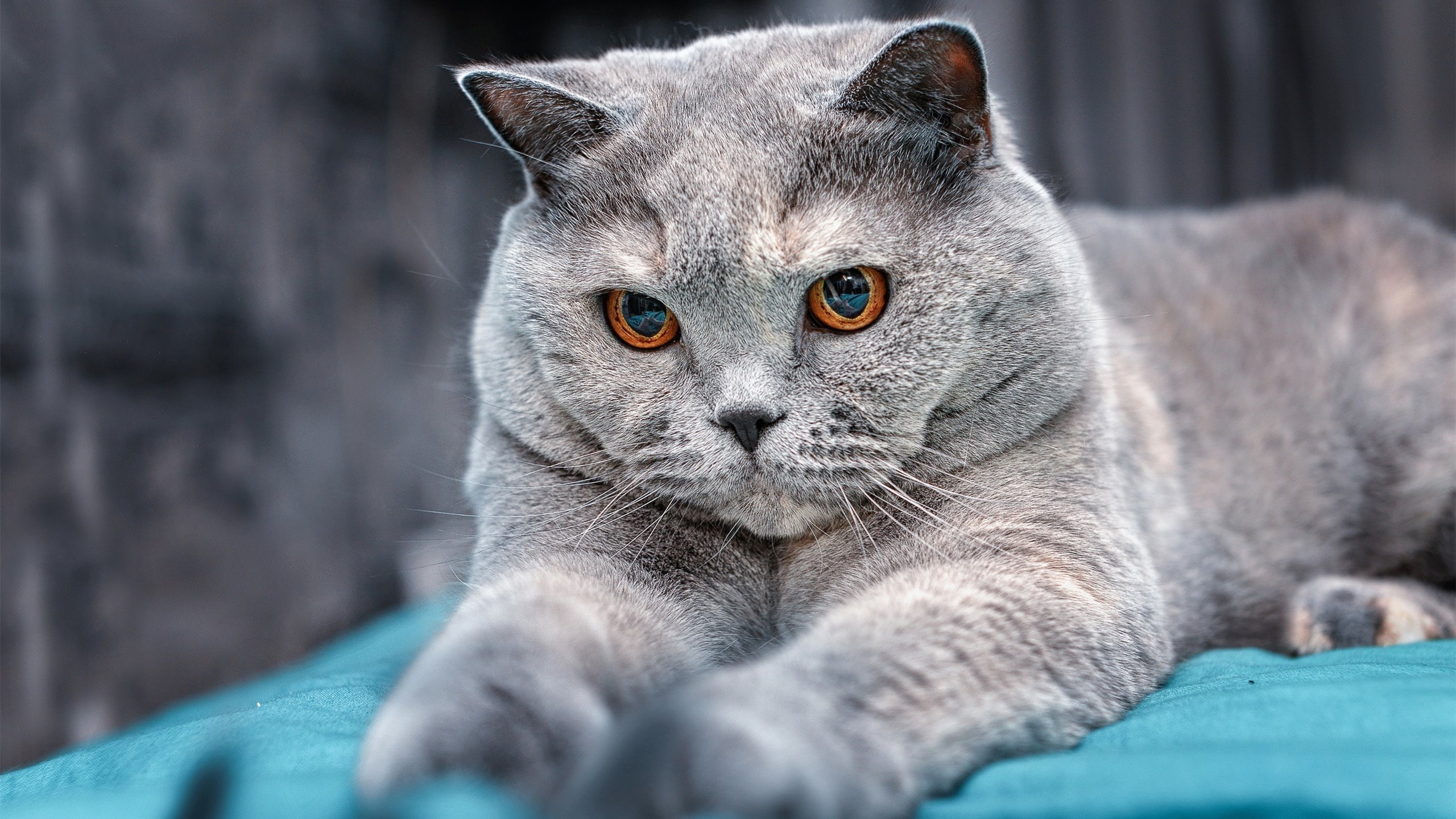 随机里奇·麦考退役后依然影响着橄榄球世界，麦考利和迈克杰逊是好友